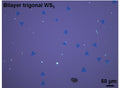 CVD-Grown Bilayer Triangular WS₂ Single Crystals