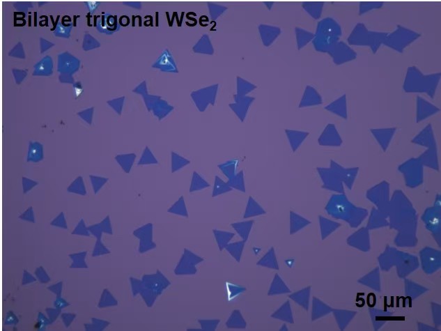 CVD-Grown Bilayer Triangular WSe₂ Single Crystals